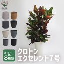 【送料無料】クロトン エクセレント 中型 観葉植物 7号鉢 1個 リビング オフィス 事務所 インテリア 大型 おしゃれ 初心者 育てやすい ガーデニング 御祝 お祝い 引越し祝い プレゼント 人気 品種 観賞用 送料無料 即納
