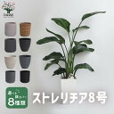 【送料無料】ストレリチア オーガスタ 大型 観葉植物 8号鉢 Lサイズ1個 リビング オフィス 事務所 インテリア 大型 おしゃれ 初心者 育てやすい ガーデニング 御祝 お祝い 新築祝い 引越し祝い 結婚祝い プレゼント 人気 品種 送料無料 即納