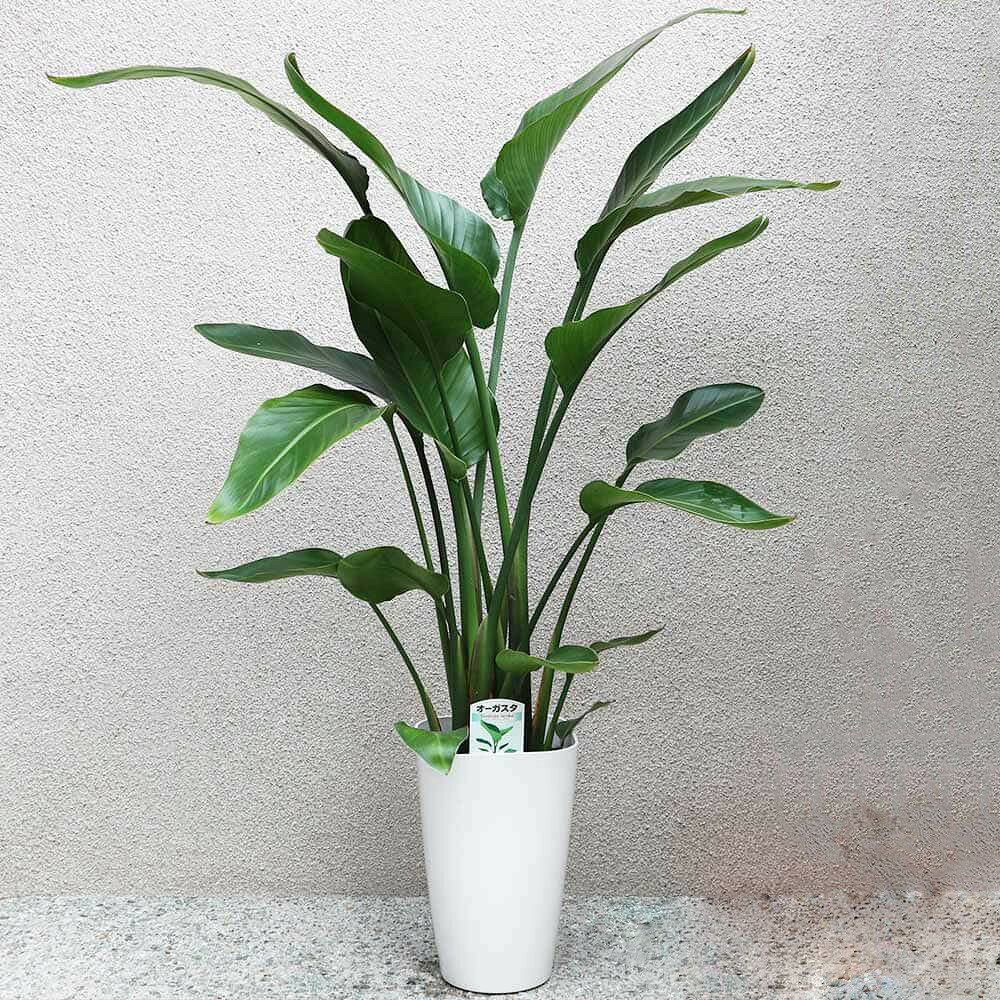 楽天市場】観葉植物 オーガスタ 8号の通販
