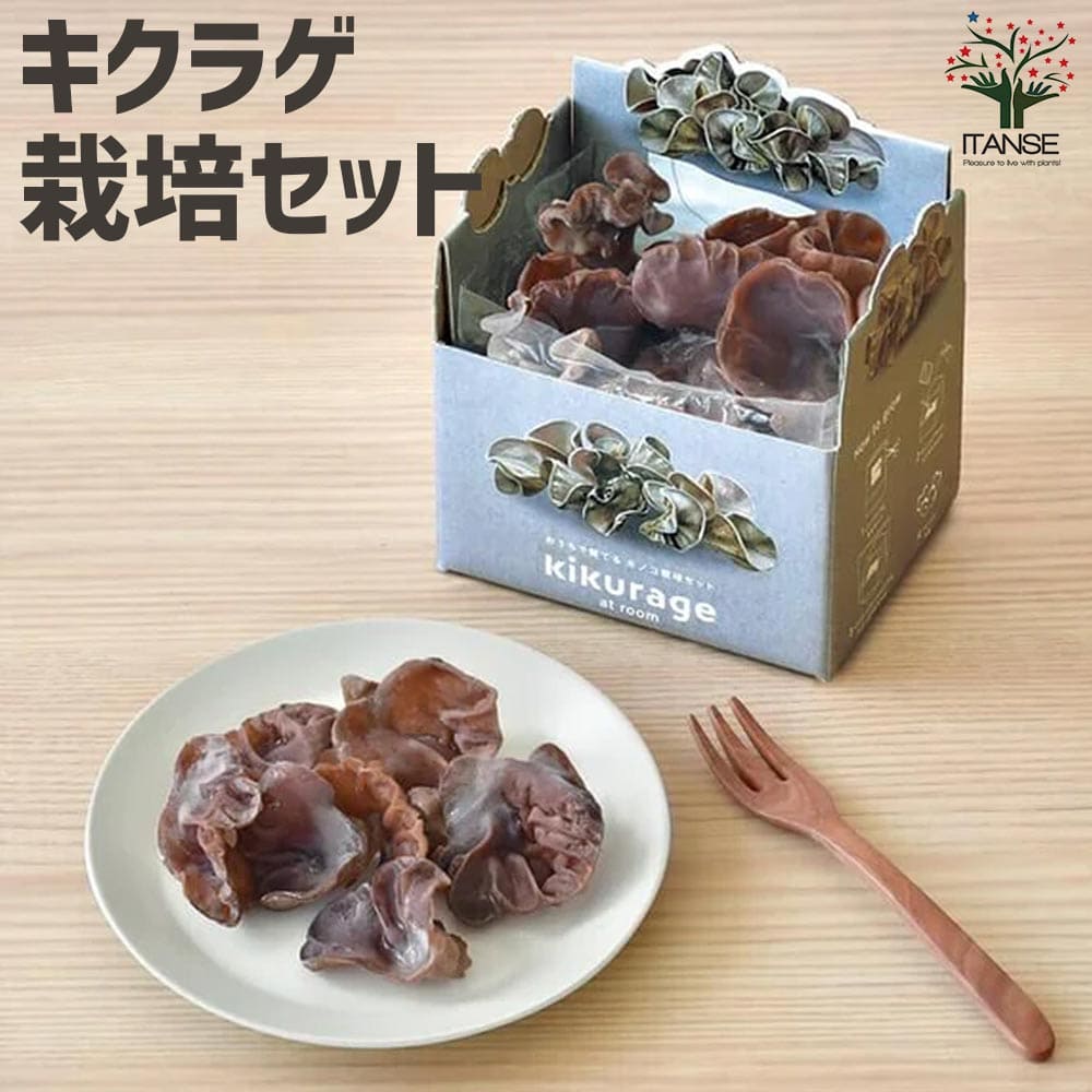 【エントリーでP10倍】おうちで育てるキノコ栽培セット キクラゲ 【栽培キット ／1個売り】キノコ 栽培セット 栽培キット プレゼント ギフト