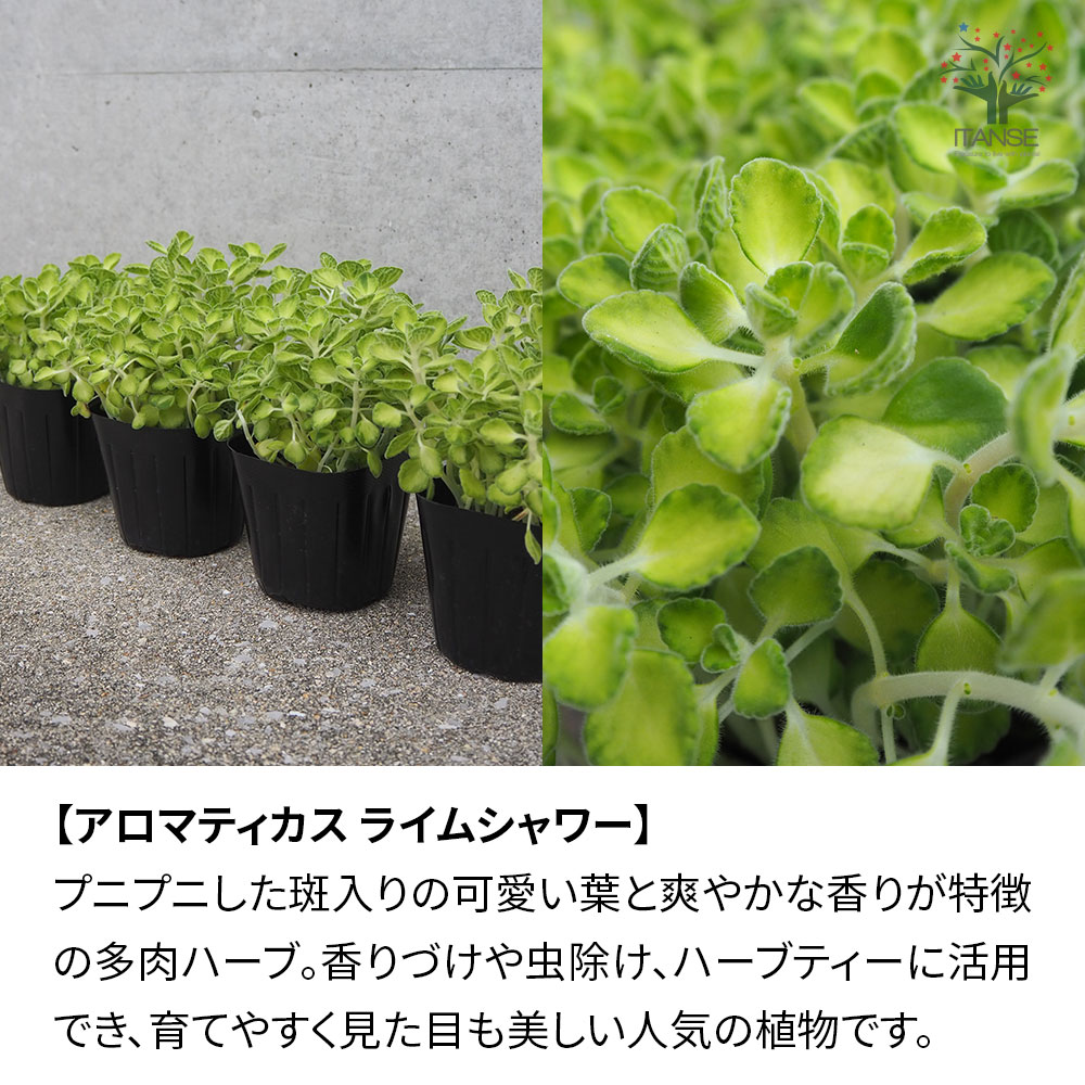 【SS期間★10％OFF】選べるハーブ苗 3個セット 3号ポット アロマティカス ローマン...