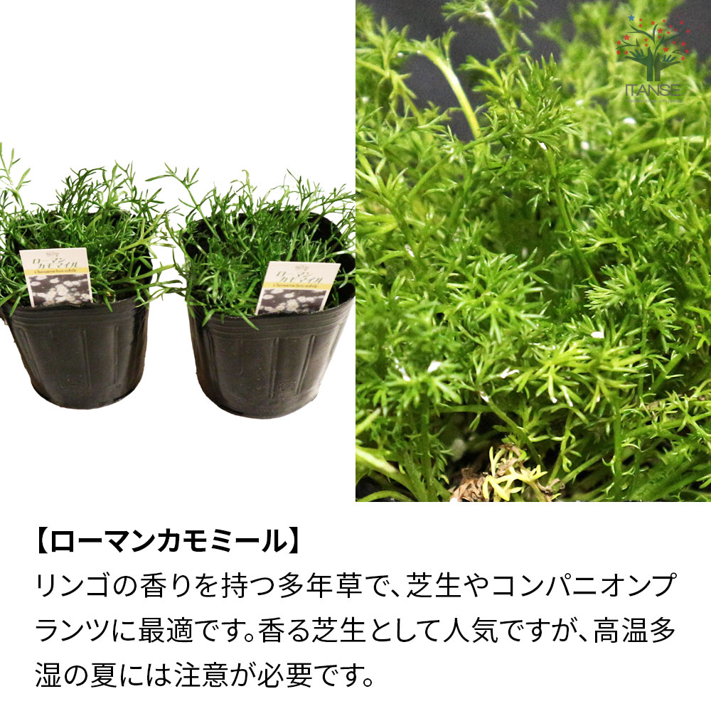 【SS期間★10％OFF】選べるハーブ苗 3個セット 3号ポット アロマティカス ローマン...