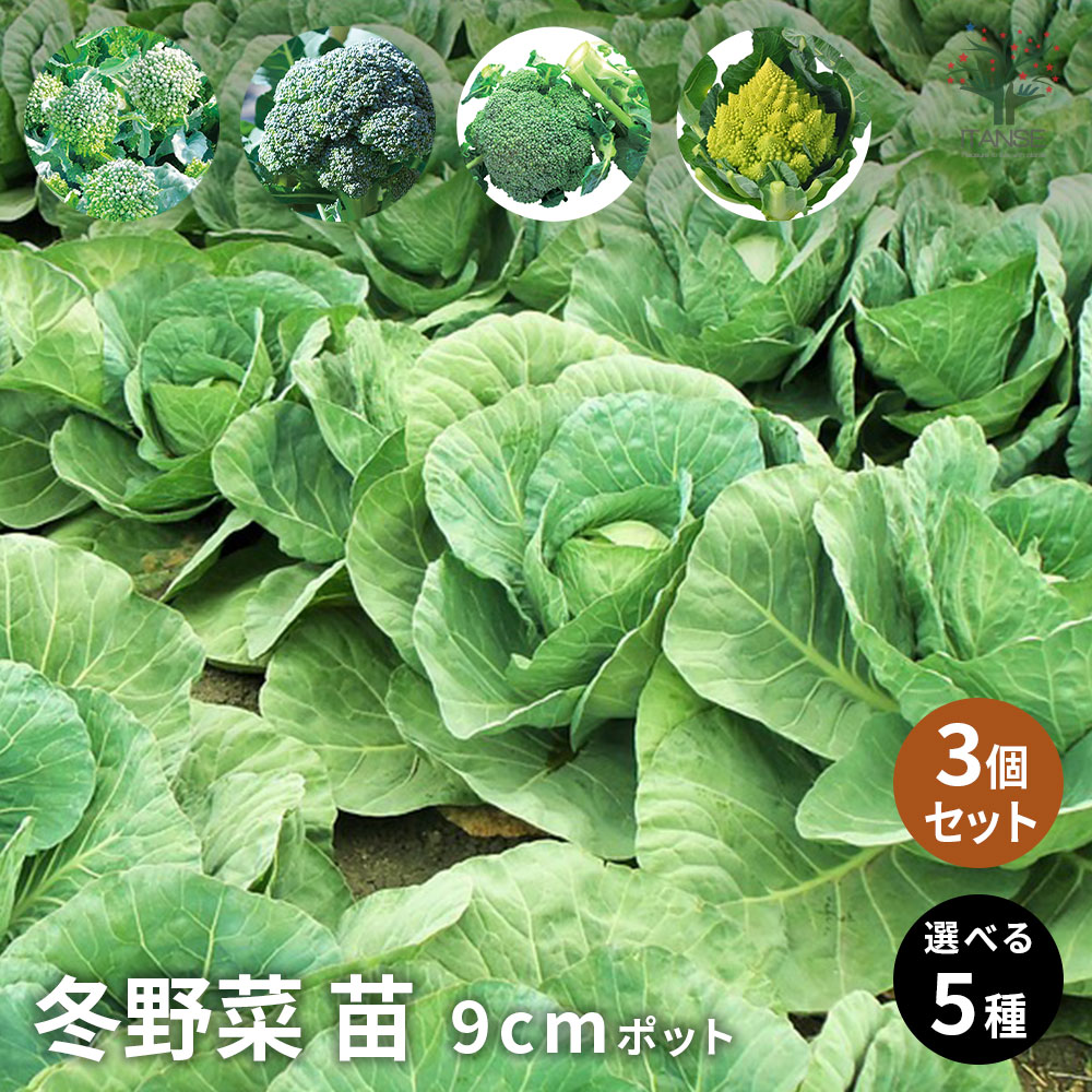 楽天市場】キャベツ 楽天市場】キャベツ