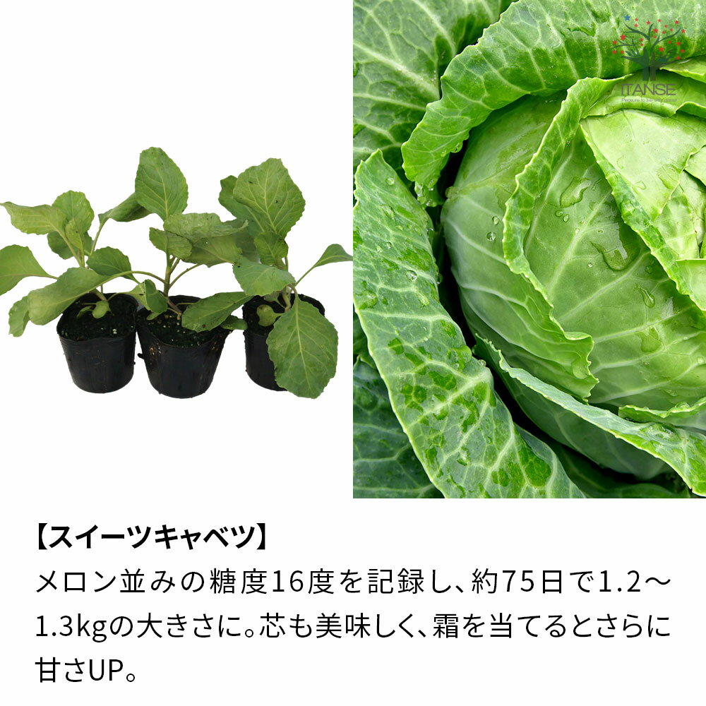【送料無料】選べる冬野菜苗 野菜苗3号ポット 3個セット ブロッコリー スイーツキ...