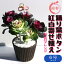 【送料無料】踊り葉ボタン 紅白寄せ植え お正月アレンジ【観葉植物 6号ポット /1個売り】葉牡丹 葉牡丹苗 ハボタン苗 ハボタン 葉ボタン アソート アブラナ 人気品種 家庭菜園 ガーデニング オブジェ 鉢植え 庭植え