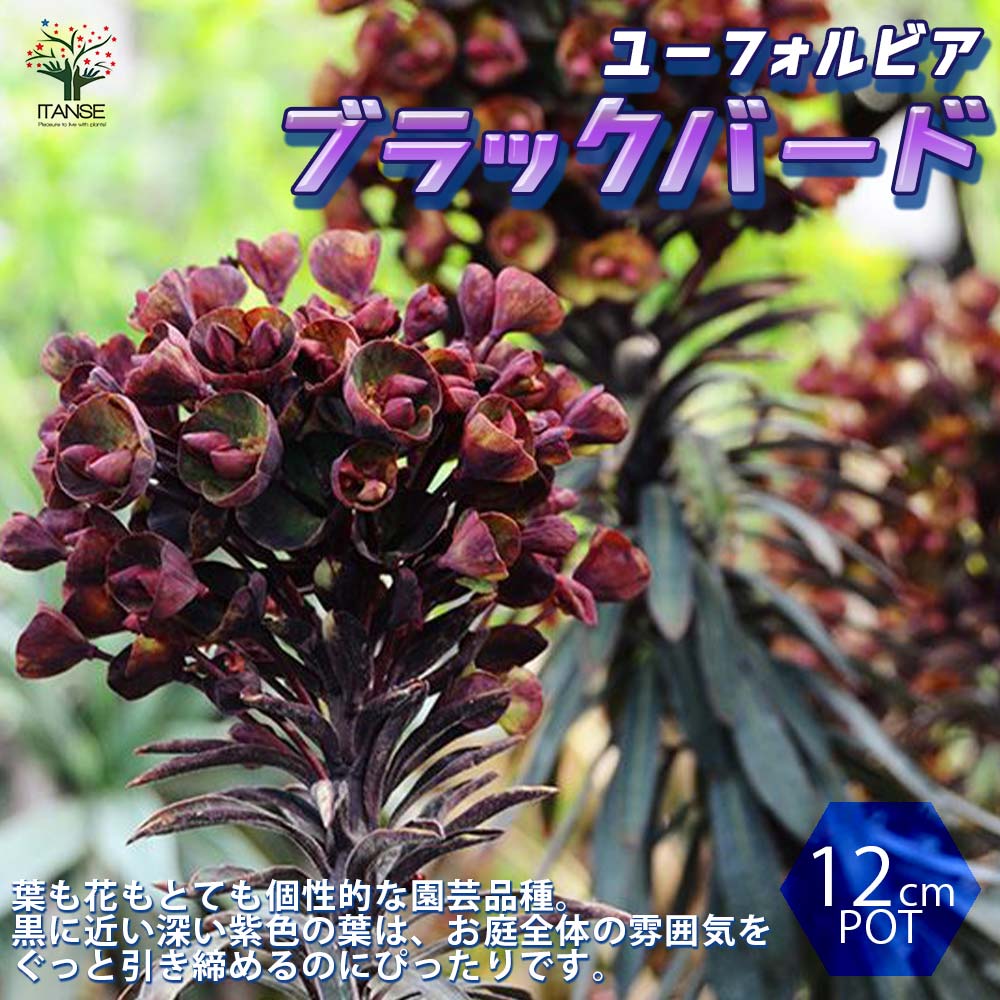 【マラソン中★ポイントUP】ユーフォルビア ブラックバード【花苗 12cmポット ／1個売り】ユーフォルビア タスマニアンタイガー ブラックバード シルバースワン ウルフェニー 耐寒性多年草 花苗 花木 苗木 庭木 植木 インテリア おしゃれのサムネイル