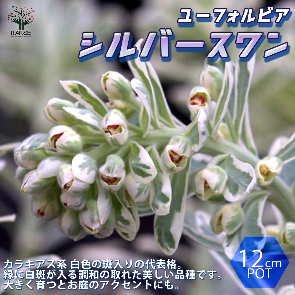 【送料無料】ユーフォルビア シルバースワン【花苗 12cmポット ／1個売り】ユーフォルビア タスマニアンタイガー ブラックバード シルバースワン ウルフェニー 耐寒性多年草 花苗 花木 苗木 庭木 植木 インテリア おしゃれのサムネイル