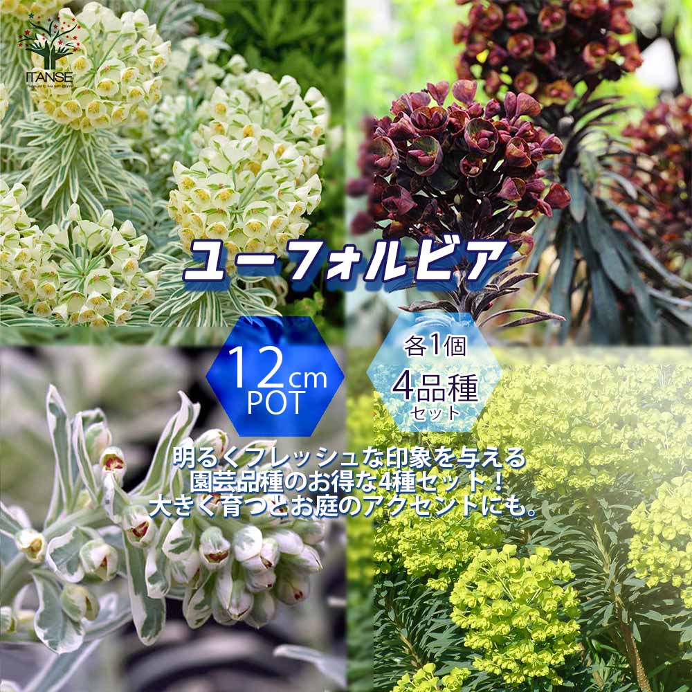 【送料無料】ユーフォルビア 4品種セット【花苗 12cmポット ／お買い得4個セット】ユーフォルビア タスマニアンタイガー ブラックバード シルバースワン ウルフェニー 耐寒性多年草 花苗 花木 苗木 庭木 植木 インテリア おしゃれのサムネイル
