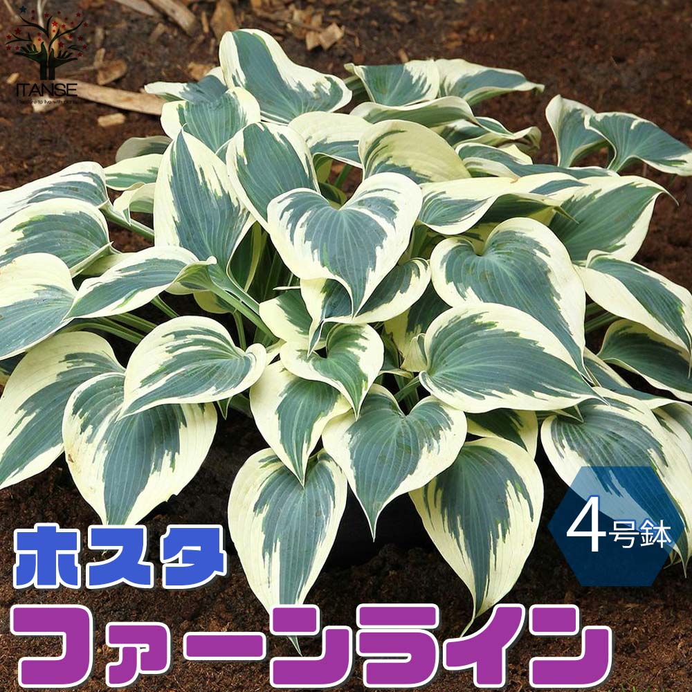 【SS期間★10％OFF】ガーデンホスタ"ファーンライン" ホスタの苗木【花苗 4号鉢 ／1個売り】ホスタ苗 hosta苗 ギボウシ苗 花苗 宿根草 庭園 草花 擬宝珠 ぎぼうしゅ キジカクシ科 リュウゼツラン亜科 ギボウシ属 多年草のサムネイル