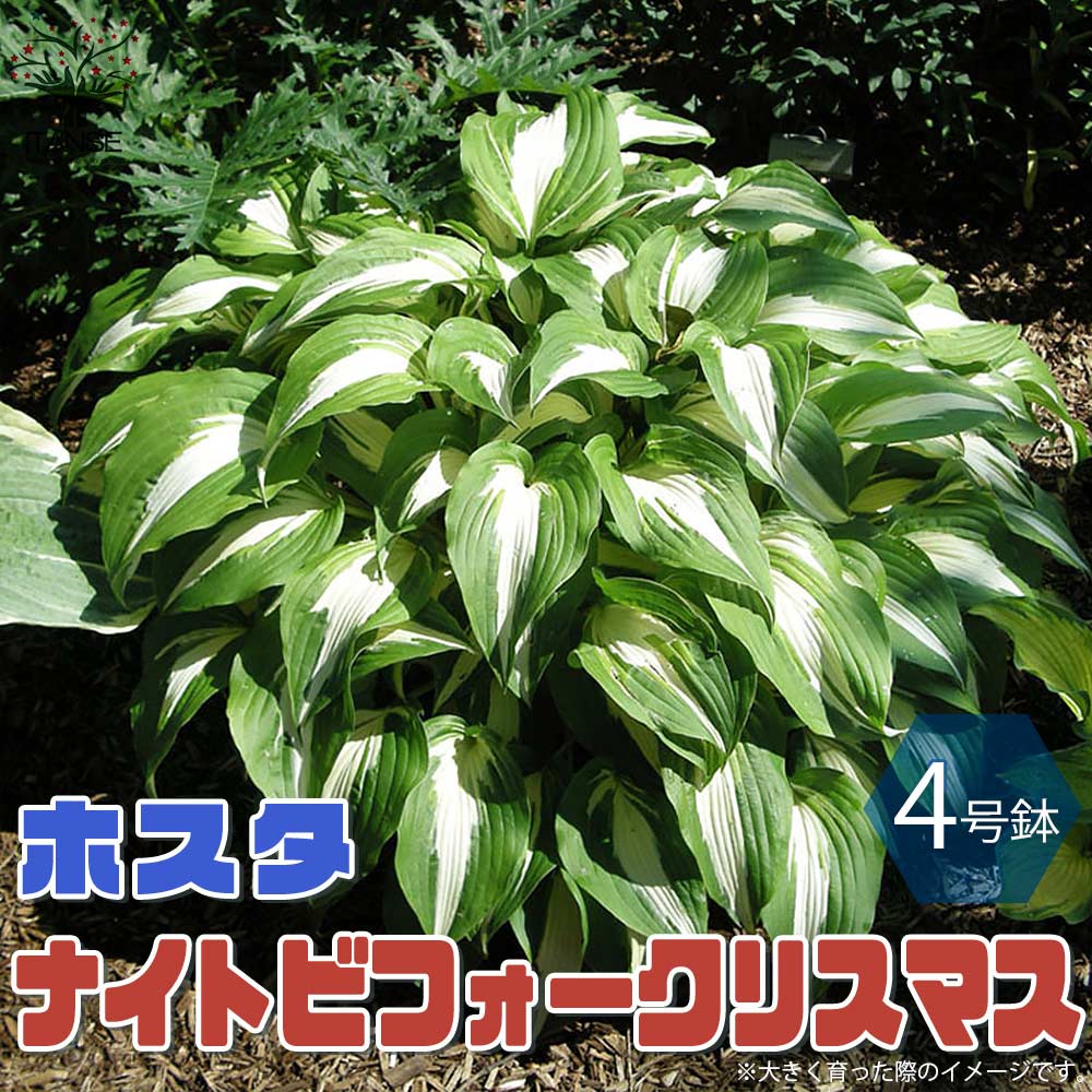 【送料無料】ビフォークリスマス ホスタの苗木【花苗 4号苗 ／1個売り】ホスタ苗 hosta苗 ギボウシ苗 花苗 宿根草 庭園 草花 擬宝珠 ぎぼうしゅ キジカクシ科 リュウゼツラン亜科 ギボウシ属 多年草のサムネイル
