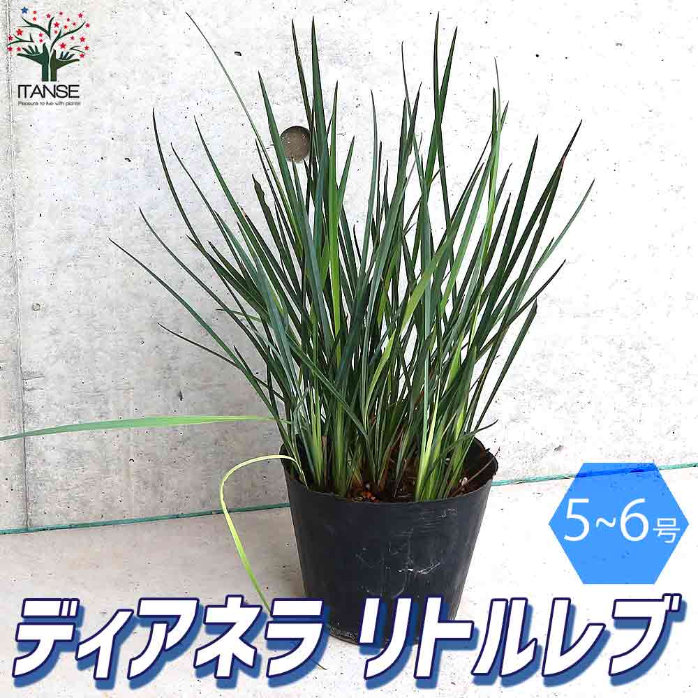 【送料無料】多年草カラーリーフ・オーナメンタルプランツ苗 ディアネラ リトルレブの苗【庭木 5号ポット ／1個売り】ディアネラ リトルレブ ユリ キキョウラン 庭木 植木 庭木 ガーデニング シンボルツリーのサムネイル