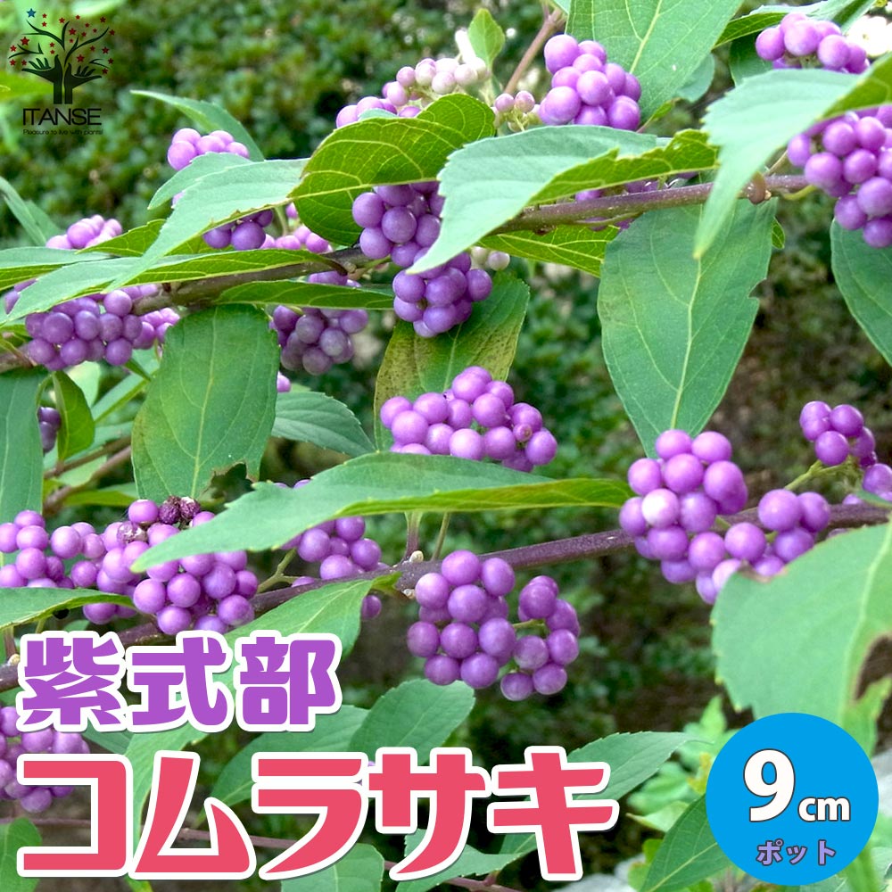【送料無料】コムラサキ ムラサキシキブ(紫式部)【庭木 3号ポット苗 ／1個売り】紫式部 ムラサキシキブ コムラサキ 小紫 小式部 コシキブ クマツヅラ シソ 落葉低木 紫色の実のサムネイル