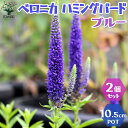 【マラソン期間★ポイント5倍】ブルー ベロニカ ハミングバード 花苗 3.5号ポット お買い得2個セット ベロニカ ハミングバード 四季咲き 耐寒性 花苗 お花...