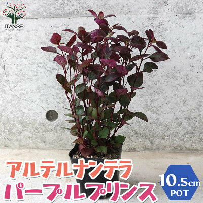 アルテルナンテラの育て方とコツをご紹介 カラーリーフにもおすすめ 暮らし の アルテルナンテラの育て方とコツをご紹介 カラーリーフにもおすすめ 暮らし の