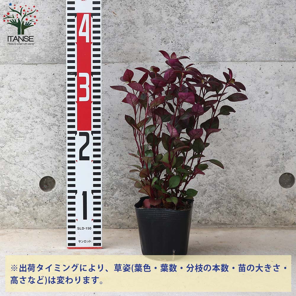 11月に咲く花といえば ガーデニングでの人気品種13選を花言葉と合わせてご紹介 暮らし の