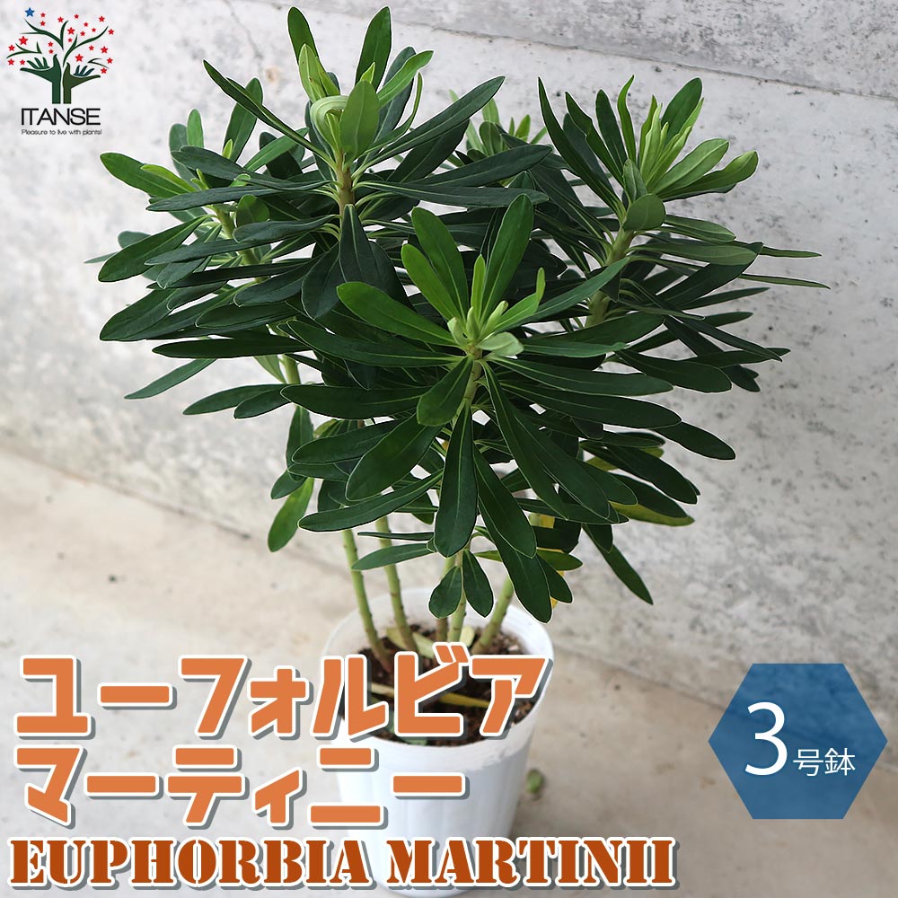 【送料無料】マーティニー ユーフォルビアの苗 花苗 3号ロングポット苗 1個売り ユーフォルビア 花苗 お花 宿根草 多年草 フラワー アレンジメント インテリアグリーン ボタニカル 送料無料 即納