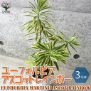 【ポイント2倍★マラソン期間】アスコットレインボー ユーフォルビアの苗 花苗 3号ロングポット苗 1個売り ユーフォルビア 花苗 お花 宿根草 多年草 フラワー...