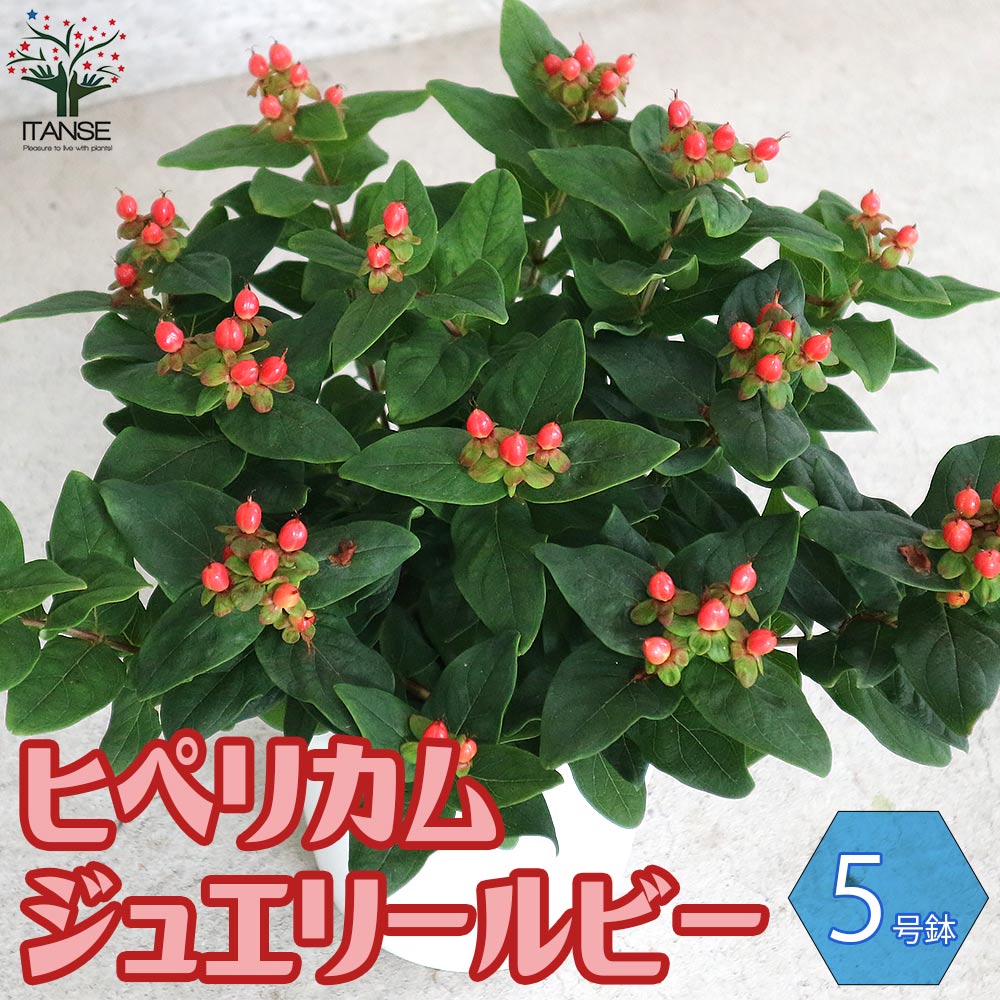 ヒペリカムジュエリールビー庭木5号...