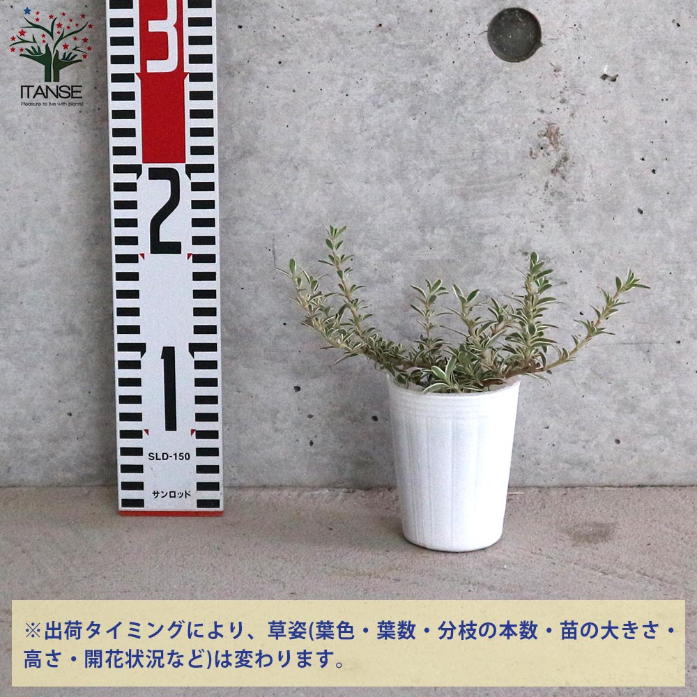 【送料無料】コプロスマ キルキーの苗 花苗 2.5号ロングポット苗 コプロスマ キル...