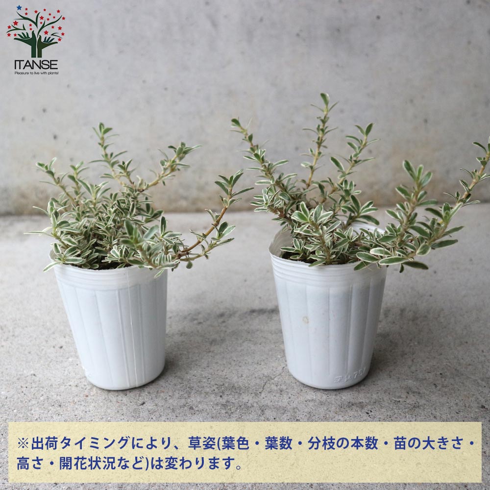 【送料無料】コプロスマ キルキーの苗 花苗 2.5号ロングポット苗 コプロスマ キル...