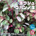 【ポイント2倍★マラソン期間】ヨウシュコバンノキの苗 庭木 3号ポット苗 1個売り ヨウシュコバンノキ カラーリーフ コミカンソウ科 ブレイニア属 斑入り ガー...