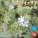 【P2倍★マラソン期間中】ウエストリンギアライムライト【庭木 7号鉢 /1個売り】ウエストリンギア オーストラリアンローズマリー ミントブッシュ 灌木 かんぼく...