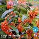 【マラソン期間★ポイント5倍】紅花キンモクセイ フレグランスレッド 庭木 3.5号ポット 1個売り 紅花キンモクセイ 金木犀 フレグランスレッド 珍しい花木 送料無料 即納