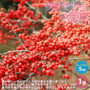 【P2倍★マラソン期間中】ウメモドキ 大納言【庭木 5号鉢 /1個売り】ウメモドキ 梅もどき 大納言 梅擬き もちのき モチノキ