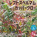 【P2倍★マラソン期間中】レプトスペルマム・カッパーグロー【庭木 花木苗3号/1個売り】レプトスペルマムカッパーグロー カッパー グロー Leptospermu...