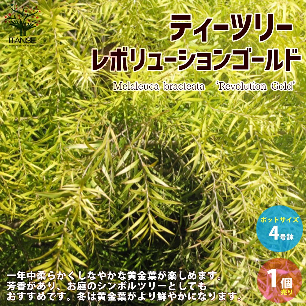 【送料無料】メラレウカ・ティーツリー・レボリューションゴールド 【庭木 庭園樹木・ハーブ4号ポット大苗／1個売り】メラレウカ レボリューションゴールド ネイティブプランツ 半耐寒性 黄金葉 ティーツリー 常緑のサムネイル
