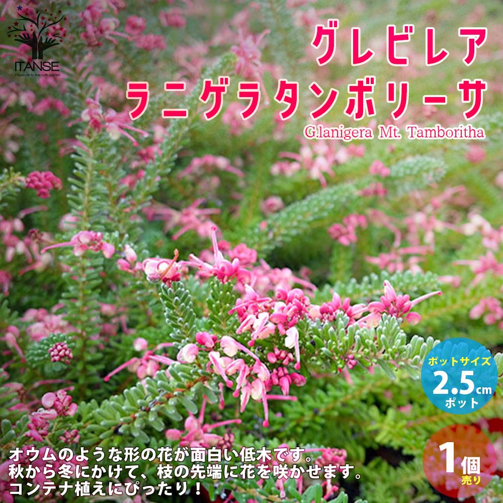 ������̵���ۥ���ӥ쥢 ��˥��饿��ܥ꡼�� ���� ������2.5����󥰥ݥå��� 1����� ����ӥ쥢 ��������쥢 ��˥��饿��ܥ꡼�� ��ޥ⥬�� ��˥���...