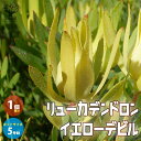 リューカデンドロン・イエローデビル【庭木 花木苗5号鉢／1個