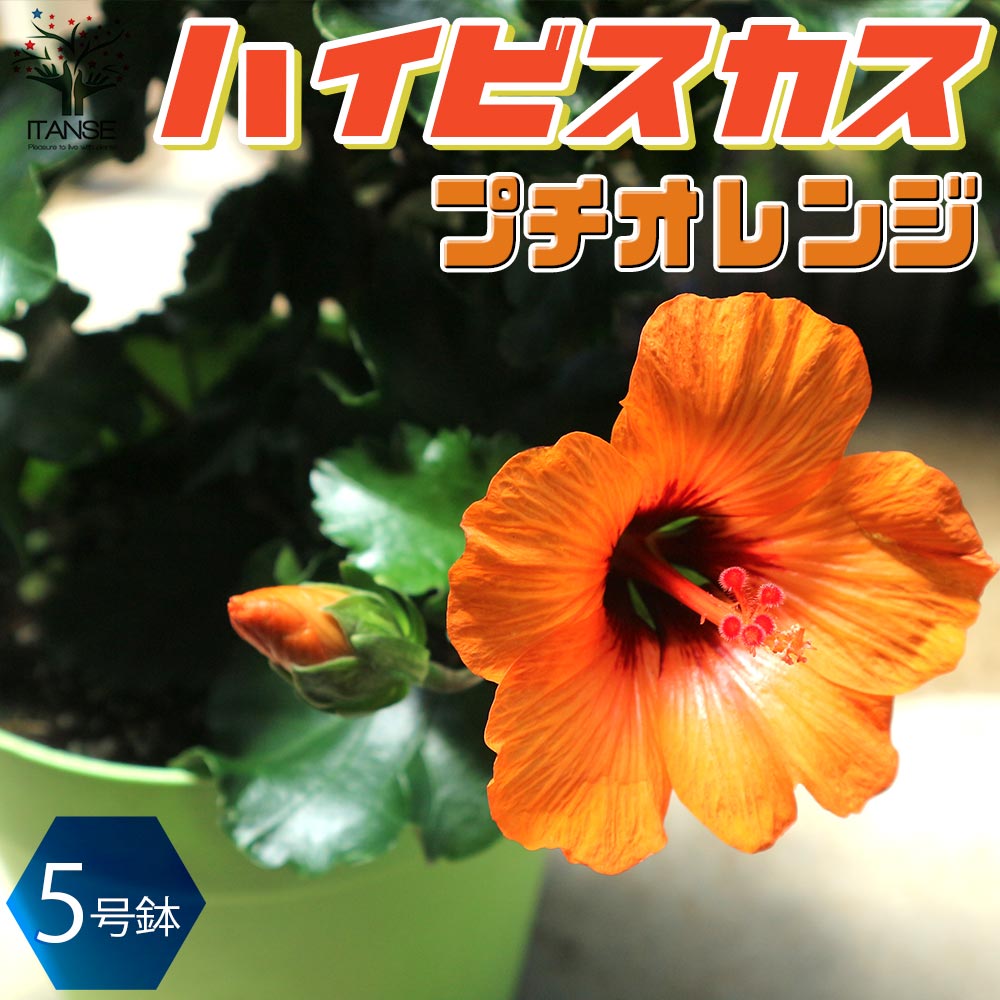 Hibiscus - 【マラソン★P5倍】プチオレンジ ハイビスカスの苗木 花苗 5号鉢 1個売り プチオレンジ デンマークで品種改良 ロングライフシリーズ ハイビスカス ガーデニング 送料無料 即納