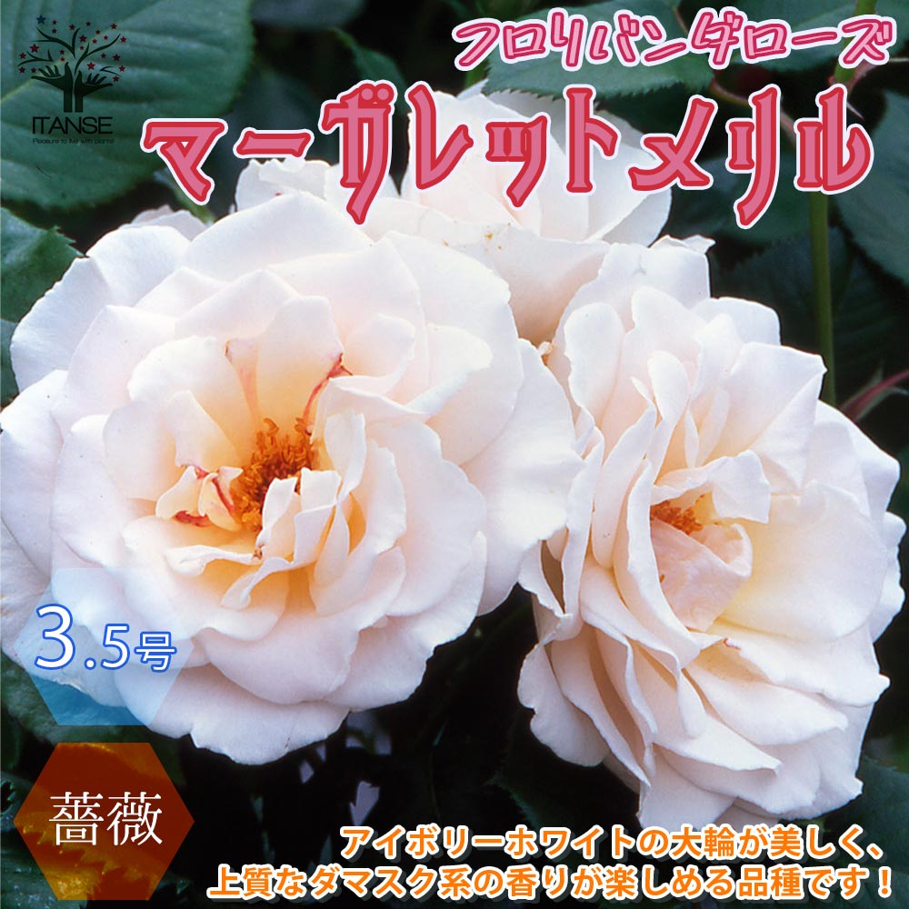 【マラソン中★ポイントUP】薔薇 マーガレットメリル フロリバンダローズ【花苗 3.5号ポット新苗 ／1個売り】バラ苗 バラの苗 薔薇苗 薔薇の苗 花の苗 ローズガーデン イングリッシュガーデン 花木 苗木 庭木 植木 インテリア バラ園 フラワーガーデンのサムネイル