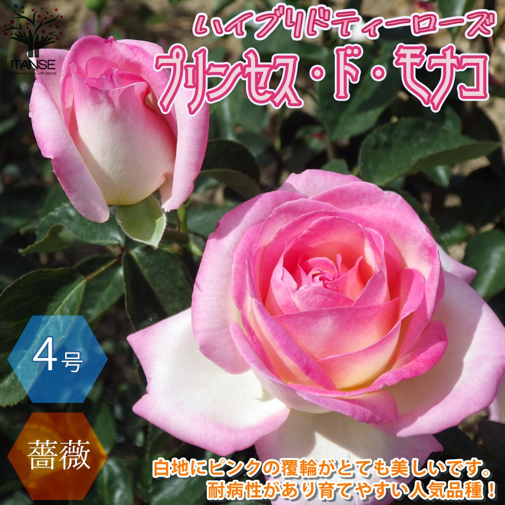 【マラソン中★ポイントUP】プリンセス ドゥ モナコ ハイブリッドティーローズ 薔薇【花苗 4号鉢 新苗／1個売り】バラ苗 バラの苗 薔薇苗 薔薇の苗 花苗 花の苗 ローズガーデン イングリッシュガーデン インテリア rose バラ園 フラワーガーデン