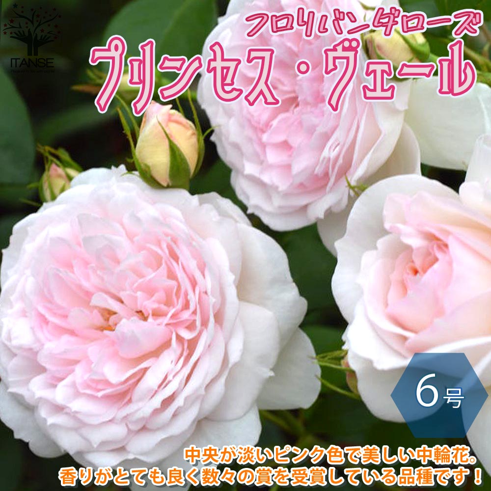 【マラソン中★ポイントUP】プリンセス ヴェール フロリバンダローズ 薔薇【花苗 6号鉢 バラ大苗 国産接ぎ木苗／1個売り】バラ苗 バラの苗 薔薇苗 薔薇の苗 花苗 花の苗 ローズガーデン イングリッシュガーデン 花木 インテリア バラ園 フラワーガーデン