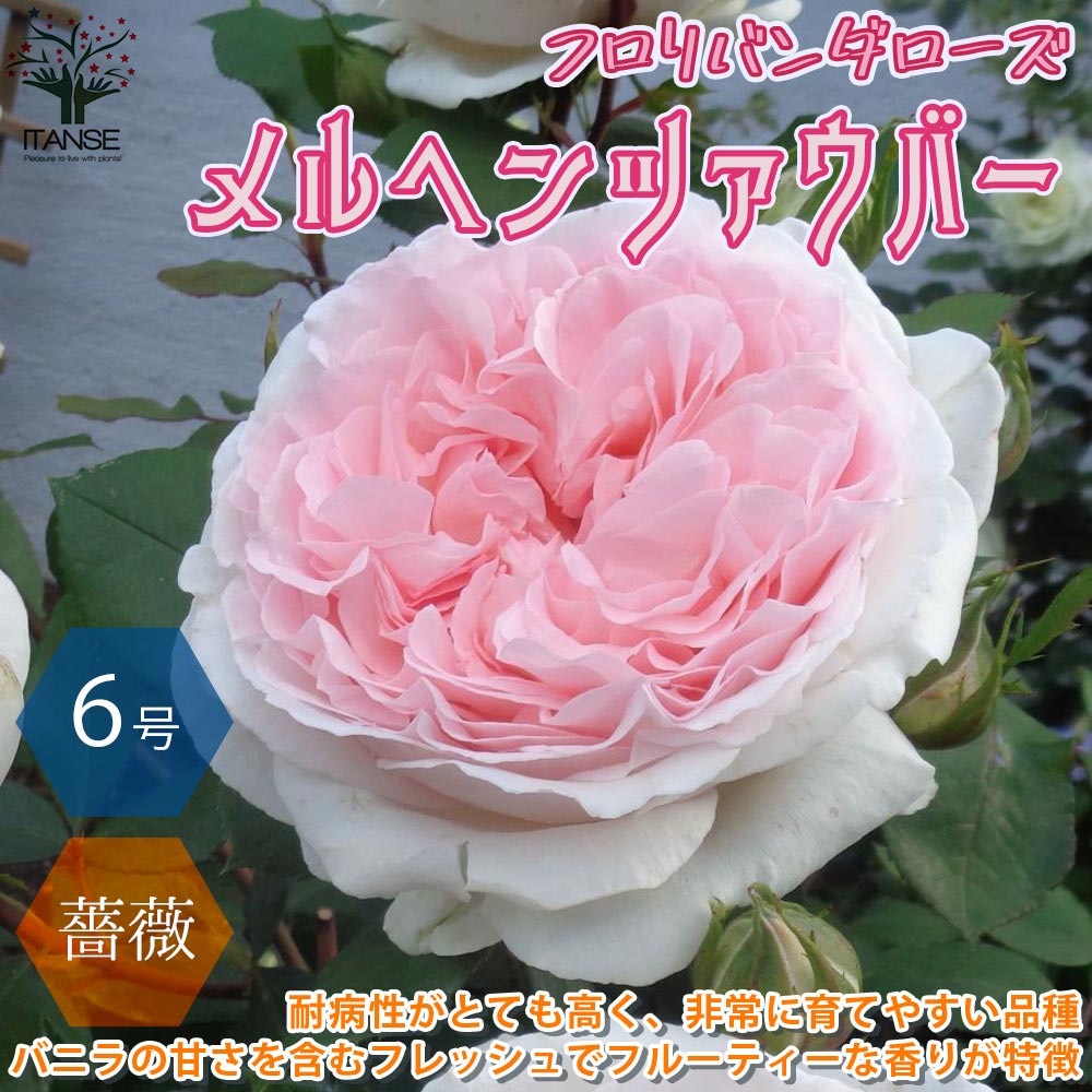 【マラソン中★ポイントUP】メルヘン ツァウバー フロリパンダローズ 薔薇【花苗 6号鉢 バラ大苗 国産接ぎ木苗／1個売り】バラ苗 バラの苗 薔薇苗 薔薇の苗 花苗 花の苗 ローズガーデン イングリッシュガーデン 花木 インテリア バラ園 フラワーガーデン