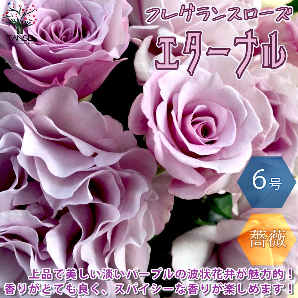 【送料無料】エターナル コンパクトな木立性 フレグランスローズ【花苗 6号鉢 バラ大苗 2年生 国産接ぎ木苗／1個売り】バラ苗 薔薇苗 四季咲き 中輪 あふれるように咲く 芳香がある 花持ちがよ…