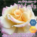 【P2倍★マラソン期間中】アルページュ コンパクトな木立性 フレグランスローズ【花苗 6号鉢 バラ大苗 2年生 国産接ぎ木苗/1個売り】バラ苗 薔薇苗 四季咲き...