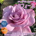【マラソン期間★ポイント5倍】ラフィーネ コンパクトな木立性 フレグランスローズ 花苗 6号鉢 バラ大苗 2年生 国産接ぎ木苗 1個売り バラ苗 薔薇苗 四季咲...