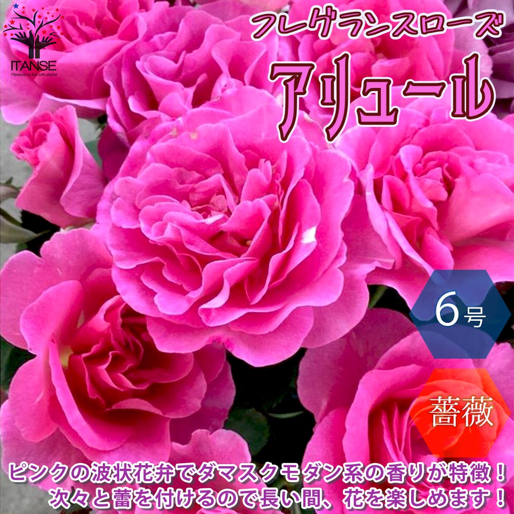 【送料無料】アリュール コンパクトな木立性 フレグランスローズ【花苗 6号鉢 バラ大苗 2年生 国産接ぎ木苗／1個売り】バラ苗 薔薇苗 四季咲き 中輪 あふれるように咲く 芳香がある 花持ちがよ…