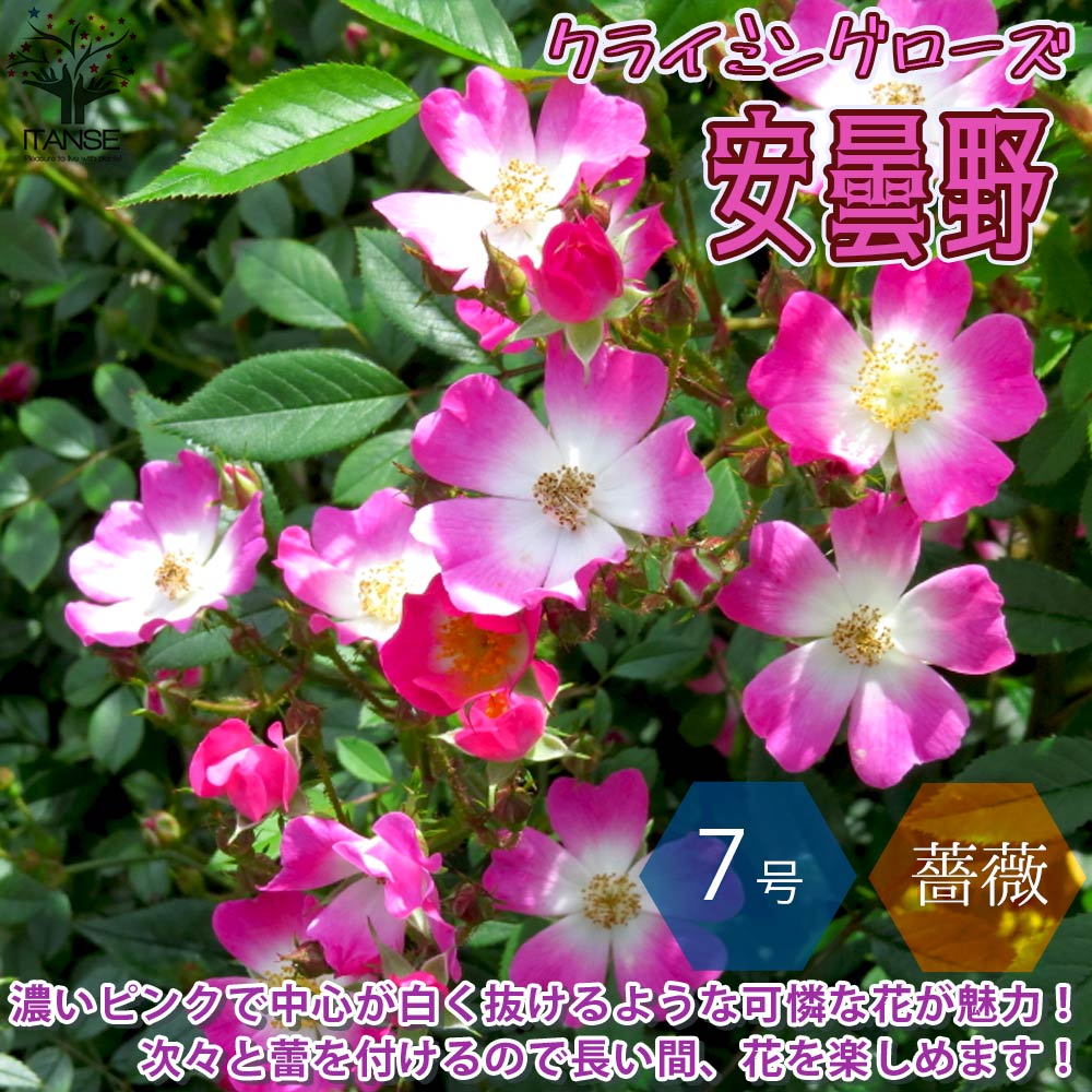 【送料無料】つるバラ 安曇野 アズミノ 薔薇【花苗 7号鉢 大苗 アンドン仕立／1個売り】バラ苗 バラの苗 薔薇苗 薔薇の苗 花苗 花の苗 ローズガーデン イングリッシュガーデン rose バラ園 フ…