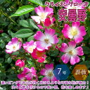 つるバラ 安曇野 アズミノ 薔薇【花苗 7号鉢 大苗 アンドン仕立／1個売り】バラ苗 バラの苗 薔薇苗 薔薇の苗 花苗 花の苗 ローズガーデン イングリッシュガーデン rose バラ園 フラワーガーデン