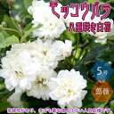 【マラソン中★ポイントUP】八重咲き白花の苗 モッコウバラ【花苗 5号鉢 ／1個売り】モッコウバラ苗 モッコウバラの苗 八重咲き 薔薇苗 バラ苗 原種バラ苗 八重