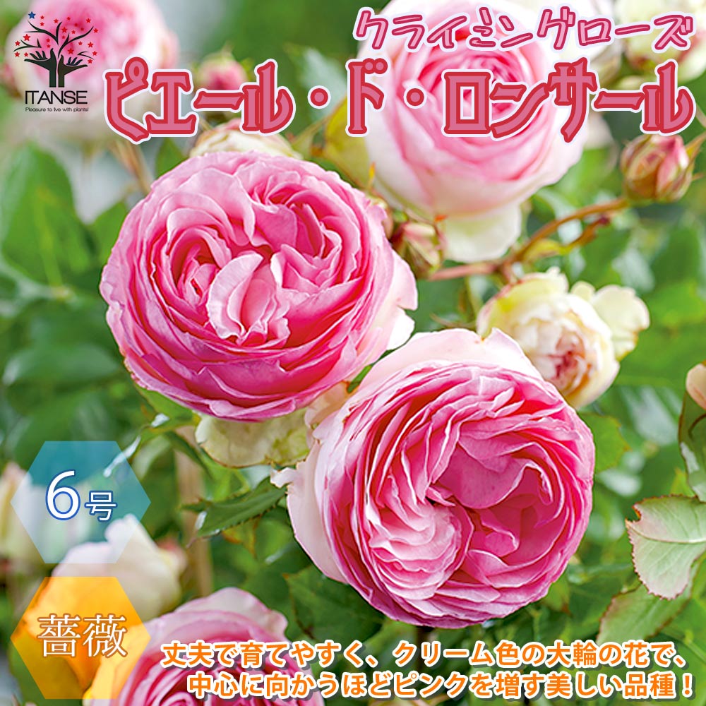 【送料無料】つるバラ ピエールドロンサール 薔薇【花苗 6号ポット ／1個売り】バラ苗 バラの苗 薔薇苗 薔薇の苗 花苗 花の苗 ローズガ..