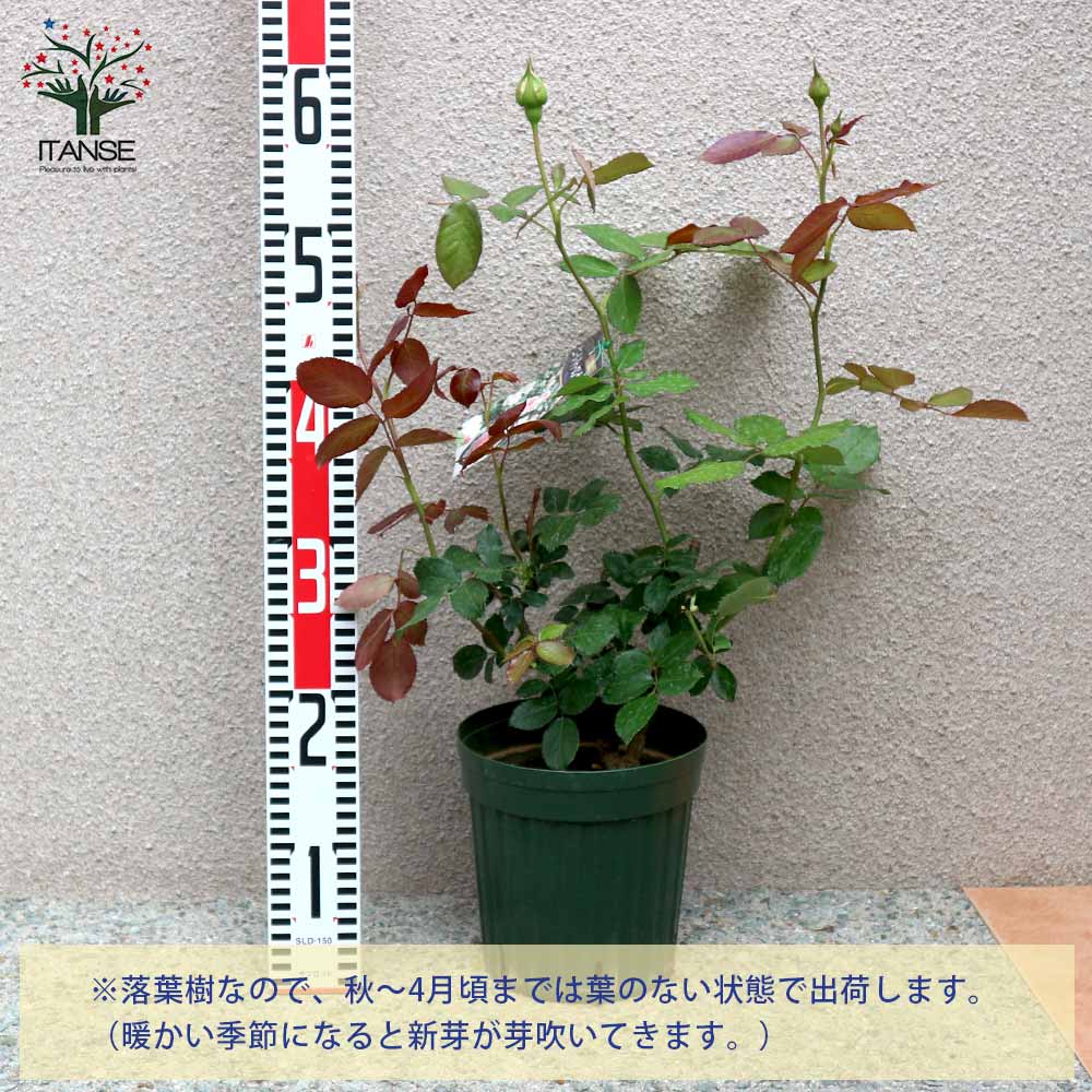 ITANSE つるバラ ピエールドロンサール 薔薇 花苗 6号ポット 1個売り バラ苗 バラの苗 薔薇苗 薔薇の苗 花苗 花の苗 ローズガーデン イングリッシュガーデン rose バラ園 フラワーガーデン 送料無料 即納