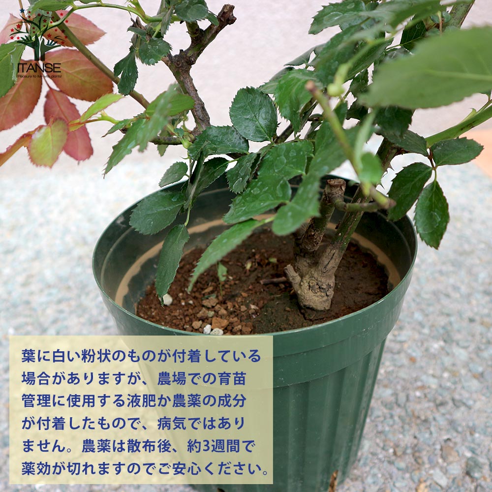 ITANSE つるバラ ピエールドロンサール 薔薇 花苗 6号ポット 1個売り バラ苗 バラの苗 薔薇苗 薔薇の苗 花苗 花の苗 ローズガーデン イングリッシュガーデン rose バラ園 フラワーガーデン 送料無料 即納