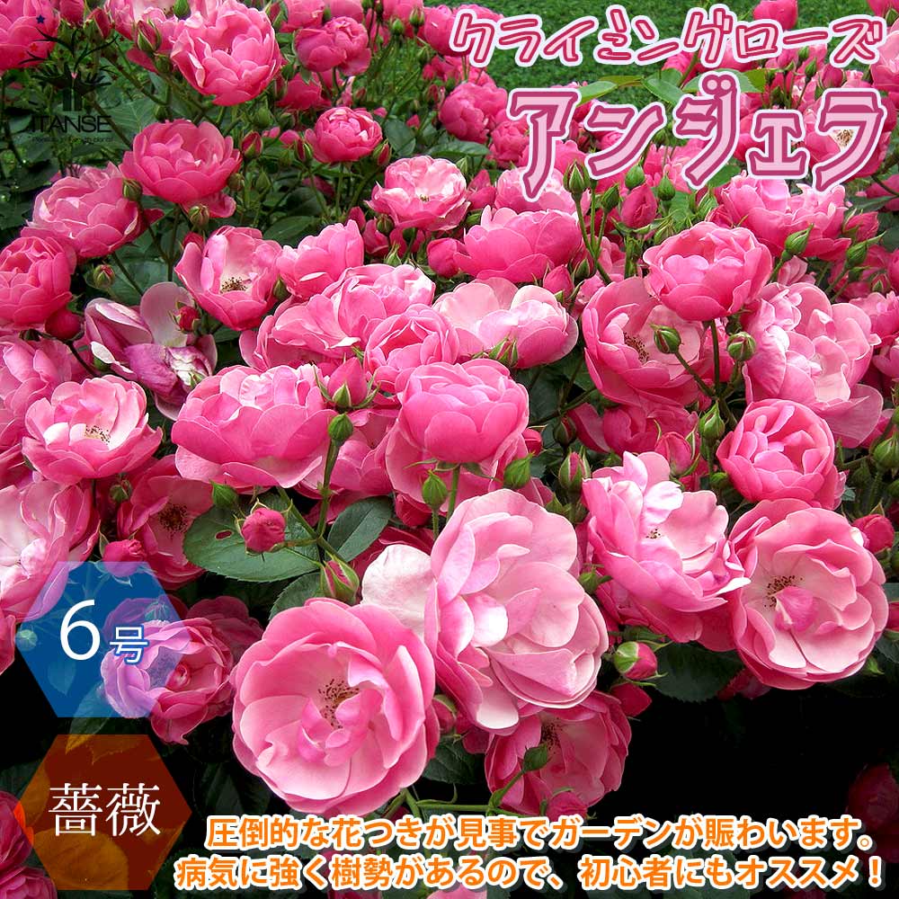 【送料無料】つるバラ アンジェラ クライミングローズ 薔薇【花苗 6号ポット ／1個売り】バラ苗 バラの苗 薔薇苗 薔薇の苗 花苗 花の苗 ローズガーデン イングリッシュガーデン rose バラ園 フ…