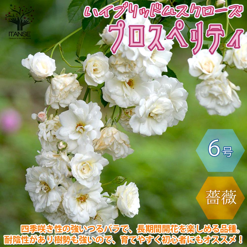 【送料無料】つるバラ プロスペリティ ハイブリッドムスク 薔薇【花苗 6号ポット ／1個売り】バラ苗 バラの苗 薔薇苗 薔薇の苗 花苗 花の苗 ローズガーデン イングリッシュガーデン rose バラ園 フラワーガーデン