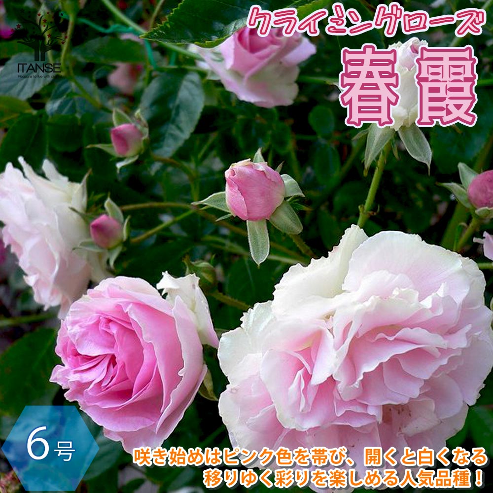 【送料無料】ミニバラ つるバラ 春霞 はるがすみ クライミングローズ 薔薇【花苗 6号ポット ／1個売り】バラ苗 バラの苗 薔薇苗 薔薇の苗 花苗 花の苗 ローズガーデン イングリッシュガーデン …